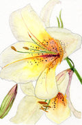 'Yellow Lillies' - Art Print Card