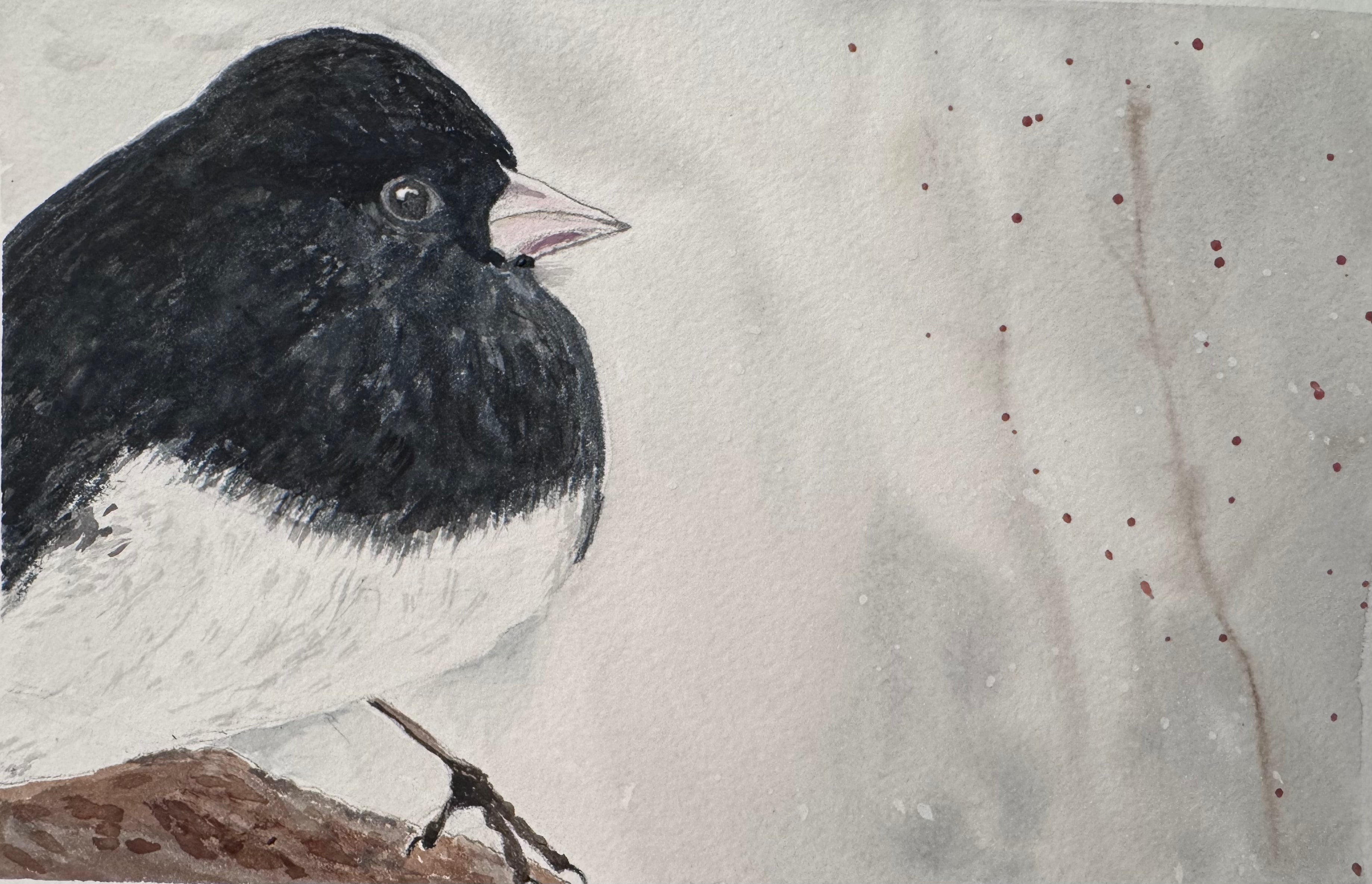 Junco - Framed Watercolour Art Print